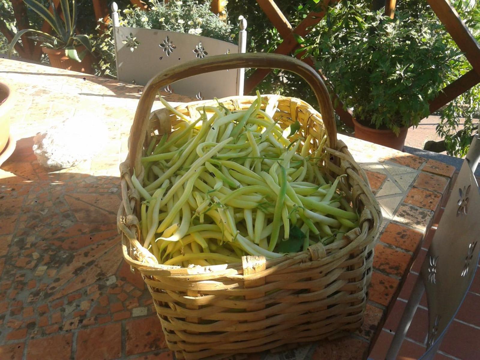 Agriturismo Caruggiu Di Via Vecchia 奥尔科费利诺 外观 照片