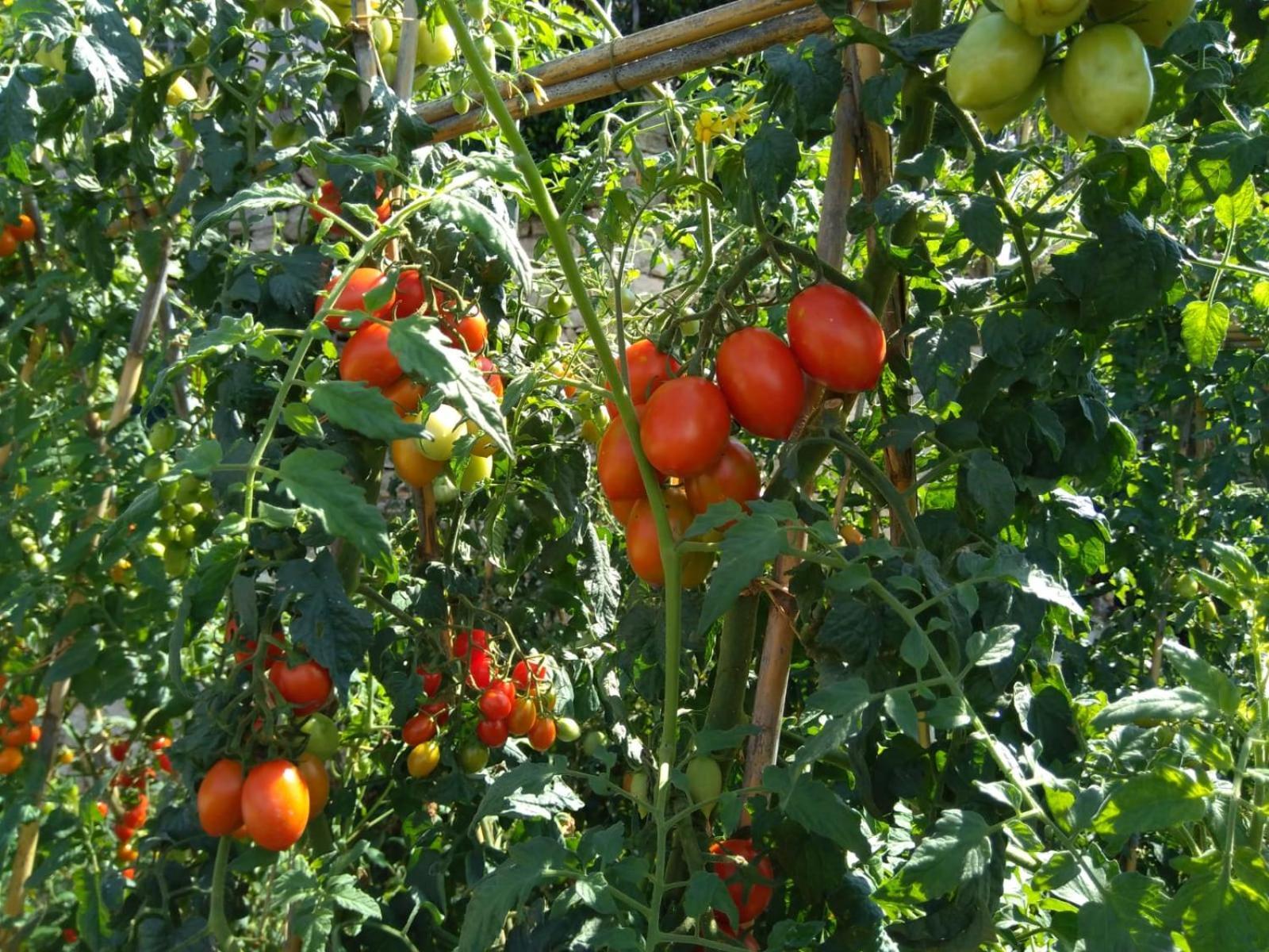 Agriturismo Caruggiu Di Via Vecchia 奥尔科费利诺 外观 照片