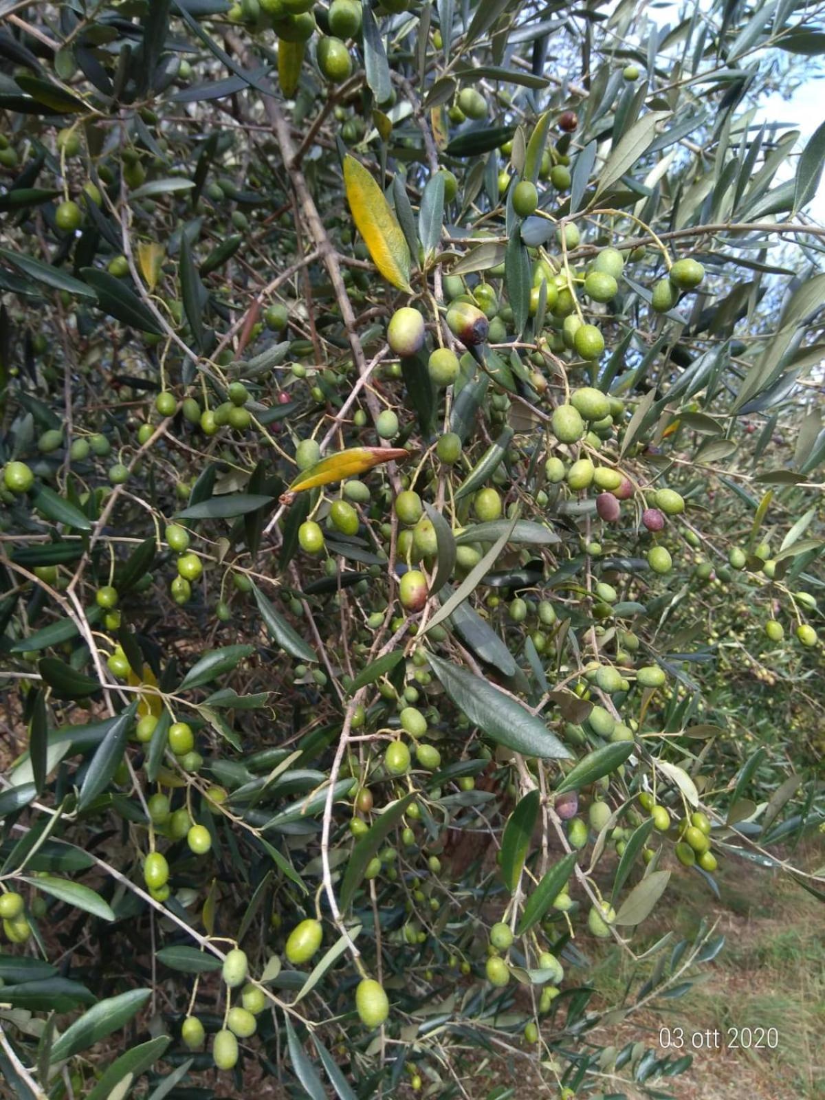Agriturismo Caruggiu Di Via Vecchia 奥尔科费利诺 外观 照片