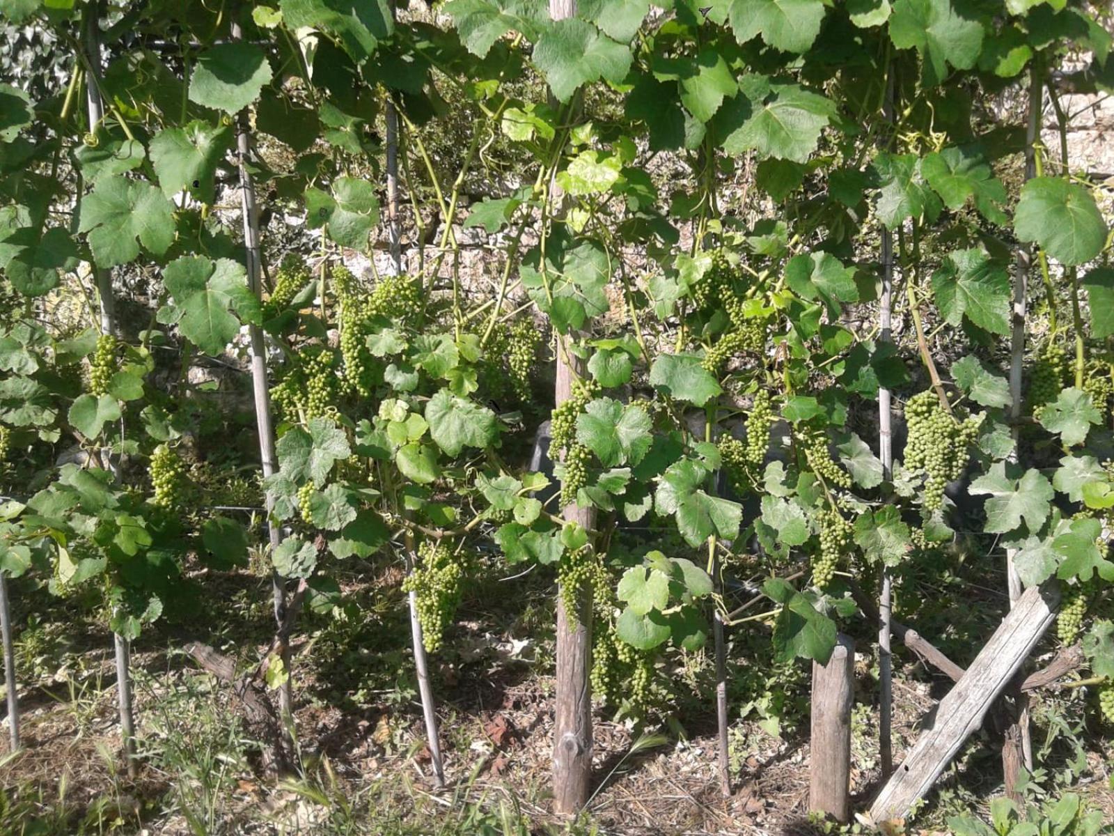 Agriturismo Caruggiu Di Via Vecchia 奥尔科费利诺 外观 照片